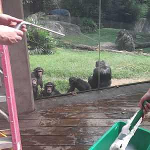 Kitera Forest - Chimpanzees
