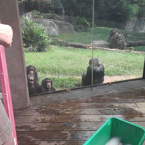 Kitera Forest - Chimpanzees