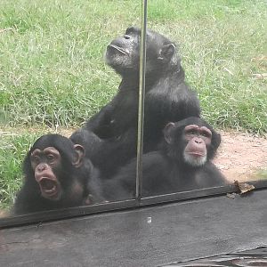 Kitera Forest - Chimpanzees