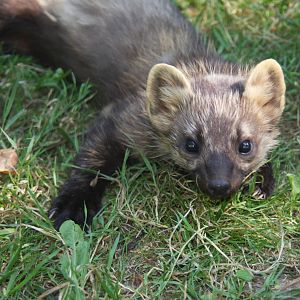 2010: Wildpark Leipzig