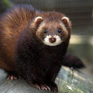 2010: Wildpark Leipzig