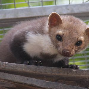 2010: Wildpark Leipzig