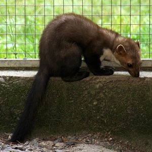 2010: Wildpark Leipzig