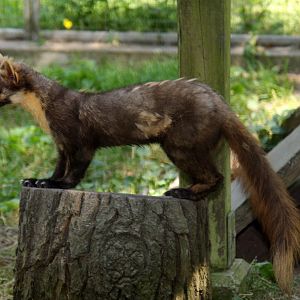 2010: Wildpark Leipzig