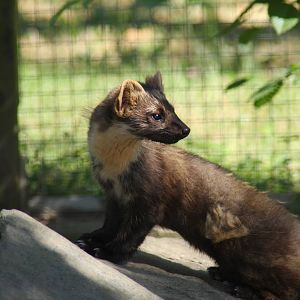 2010: Wildpark Leipzig