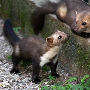 2010: Wildpark Leipzig