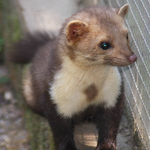 2010: Wildpark Leipzig