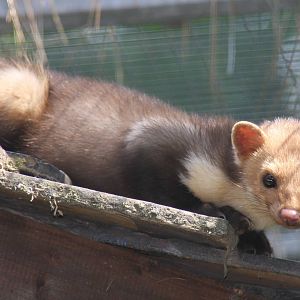2010: Wildpark Leipzig