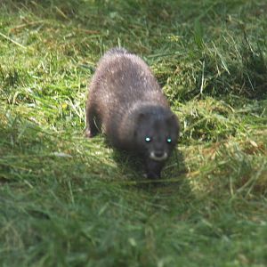 2010: Wildpark Leipzig