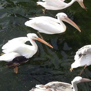 Pelican in St James's Park