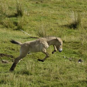 Przewalski's foal born 2/9/2013
