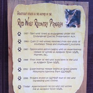 Red Wolf Recovery Program