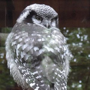 Tallinn zoo, Estonia