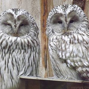 Tallinn zoo, Estonia