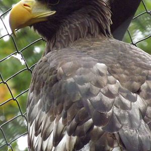 Tallinn zoo, Estonia