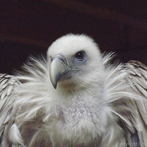 Tallinn zoo, Estonia