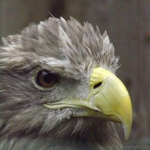 Tallinn zoo, Estonia