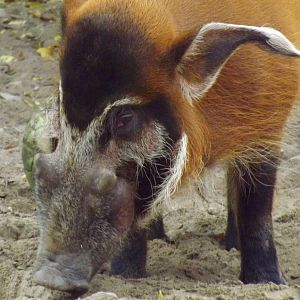 Tallinn zoo, Estonia