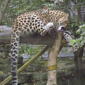 Tallinn zoo, Estonia