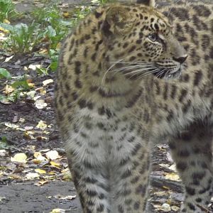 Tallinn zoo, Estonia