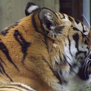 Tallinn zoo, Estonia