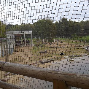 Tallinn zoo, Estonia