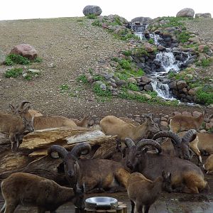 Tallinn zoo, Estonia