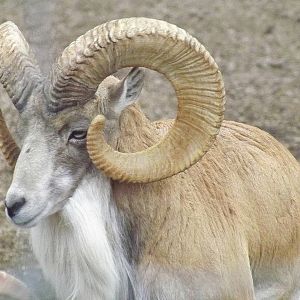 Tallinn zoo, Estonia