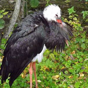 Tallinn zoo, Estonia