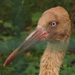 Tallinn zoo, Estonia