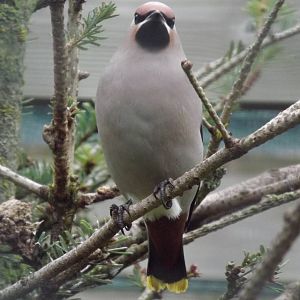 Tallinn zoo, Estonia