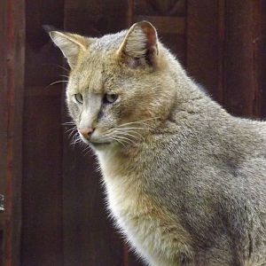 Tallinn zoo, Estonia