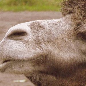 Tallinn zoo, Estonia