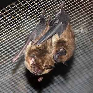 2013: Virginia Living Museum