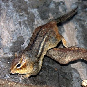 2013: Virginia Living Museum