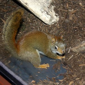 2013: Virginia Living Museum