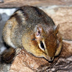 2013: Virginia Living Museum