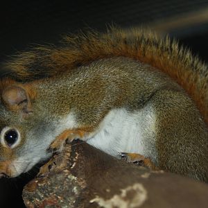 2013: Virginia Living Museum