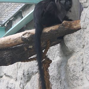 2013: Smithsonian National Zoo