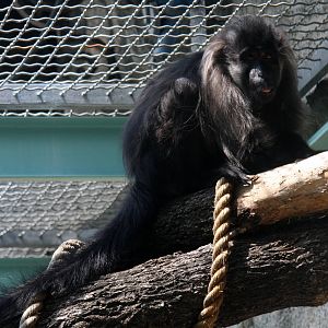 2013: Smithsonian National Zoo