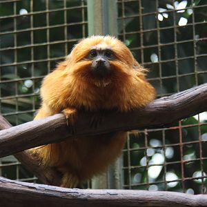 2013: Smithsonian National Zoo