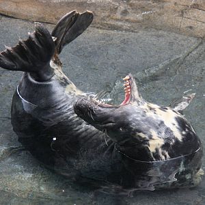 2013: Smithsonian National Zoo