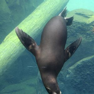 2013: Smithsonian National Zoo