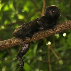 2013: Smithsonian National Zoo