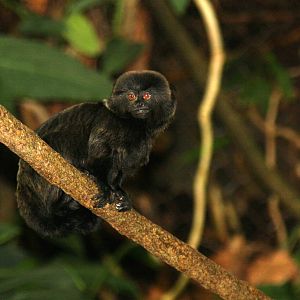 2013: Smithsonian National Zoo