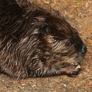 2013: Smithsonian National Zoo