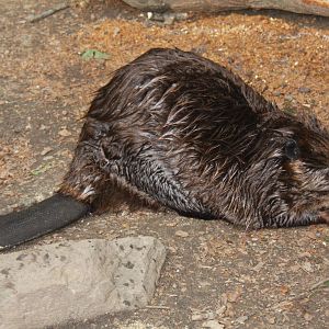 2013: Smithsonian National Zoo