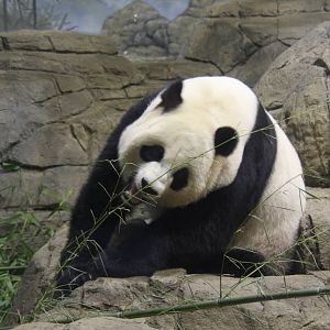 2013: Smithsonian National Zoo