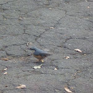 Eurasian Nuthatch Sitta europaea in Sofia 19.9.13