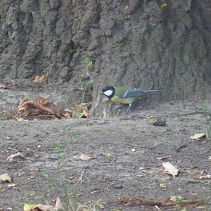Great Tit Parus major in Sofia 19.9.13